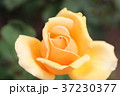 黄色いバラ 37230377