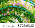 薔薇のアーチ 37230382