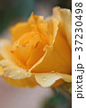 黄色の薔薇としずく 37230498