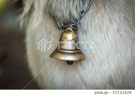 Bell-neck of a goat 37231026