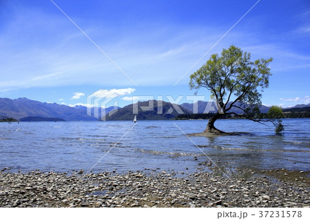 ワナカ湖(ニュージーランド) ワナカ湖(ニュージーランド) 37231578