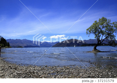 ワナカ湖(ニュージーランド) ワナカ湖(ニュージーランド) 37231579