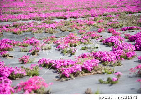 くじゅう花公園の芝桜 くじゅう花公園の芝桜 37231871