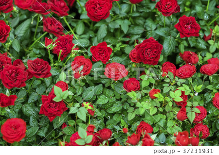 Scarlet roses in emerald foliage, drops of water 37231931