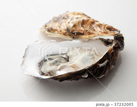 牡蛎 牡蛎 37232005