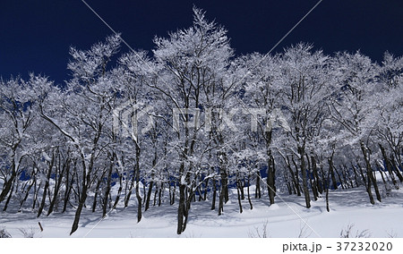 青と白の世界　越後南魚沼八海山 37232020