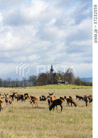 Deer herd, sunny autumn day, church background 37232059