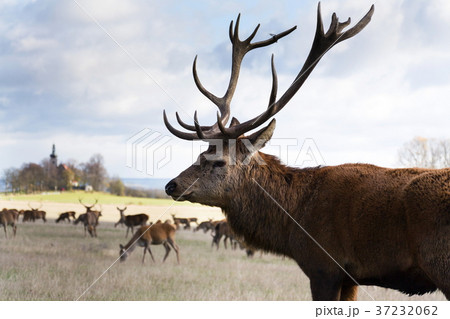 Deer herd, sunny autumn day, church background Deer herd, sunny autumn day, church background 37232062