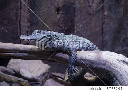 ヨウスコウワニ 鰐 爬虫類 中国の写真素材