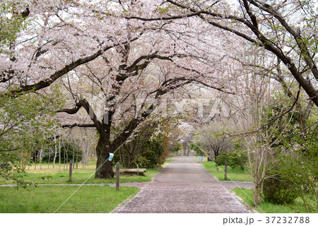 東京都杉並区浜田山　柏の宮公園の桜 37232788