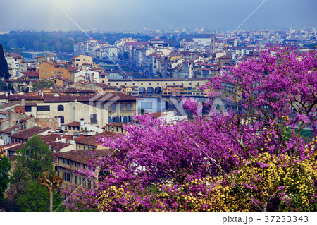 view of Florence 37233343