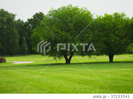 trees on an empty green lawn 37233541