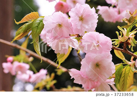 美しい楊貴妃桜 美しい楊貴妃桜 37233658