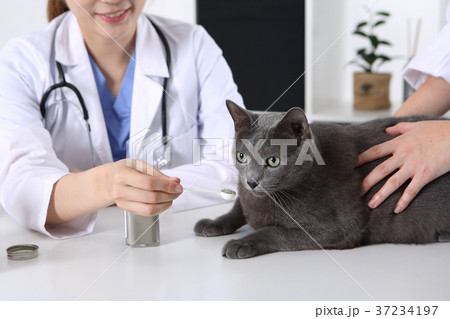 RF photo - Petconomy, a veterinarian and animals 276 37234197