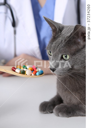 RF photo - Petconomy, a veterinarian and animals 271 RF photo - Petconomy, a veterinarian and animals 271 37234260