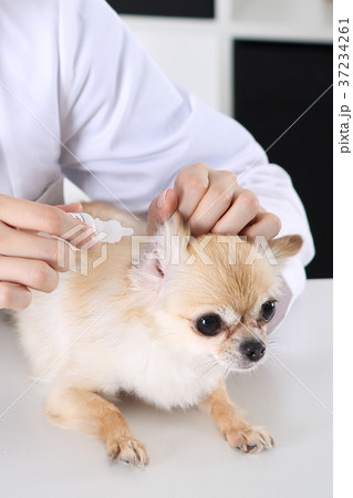 RF photo - the veterinarian are examining a dog209 RF photo - the veterinarian are examining a dog209 37234261