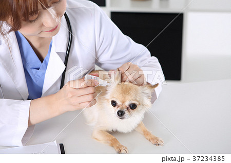RF photo - the veterinarian are examining a dog210 RF photo - the veterinarian are examining a dog210 37234385