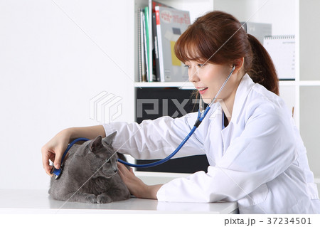 RF photo - a veterinarian examine animal with a stethoscope185 RF photo - a veterinarian examine animal with a stethoscope185 37234501