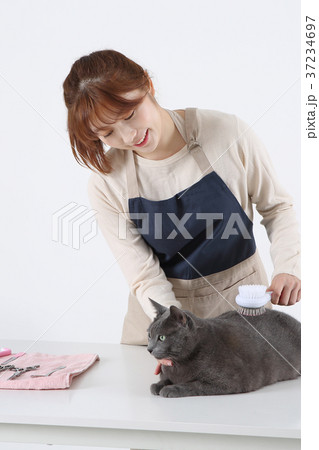 RF photo - Pet economy, Pet Beautician is caring a cat 037 RF photo - Pet economy, Pet Beautician is caring a cat 037 37234697