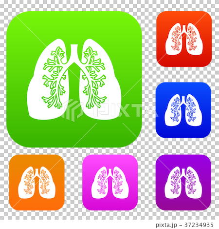 Lungs set collection Lungs set collection 37234935