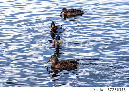 マガモ　屈斜路湖 37236553