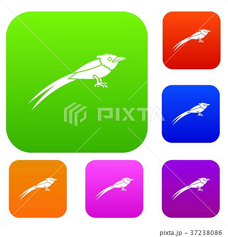 Asian paradise flycatcher set collection 37238086