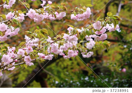 美しい楊貴妃桜 美しい楊貴妃桜 37238991