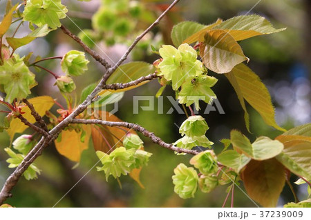 美しい緑色の御衣黄桜 37239009