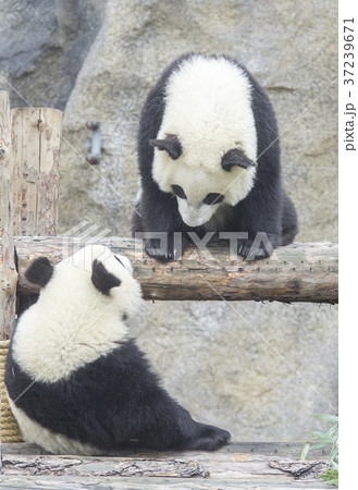 Baby pandas play together Baby pandas play together 37239671