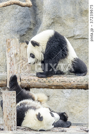 Baby pandas play together Baby pandas play together 37239675