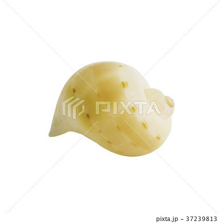 Close-up Marine sea shell isolated 37239813