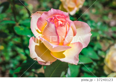 山梨県 河口湖オルゴールの森に咲くピンクとイエローの薔薇の写真素材