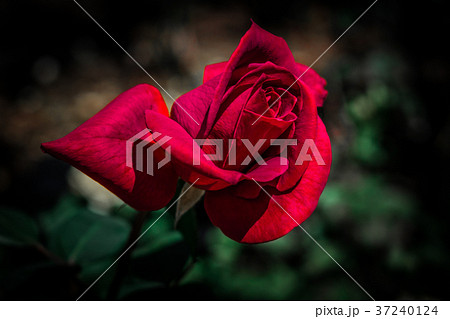 山梨県 河口湖オルゴールの森に咲く赤い薔薇の写真素材