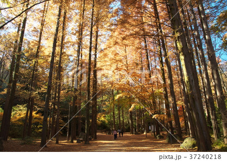 紅葉する生田緑地のメタセコイア 37240218