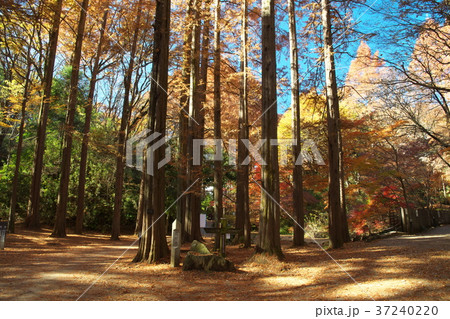 紅葉する生田緑地のメタセコイア 37240220