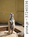 ミーアキャット Meerkat 37240336