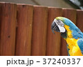 ルリコンゴウインコ Blue and yellow macaw 37240337