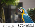 ルリコンゴウインコ Blue and yellow macaw 37240338