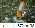 コモンリスザル Common squirrel monkey 37240438
