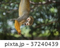 コモンリスザル Common squirrel monkey 37240439