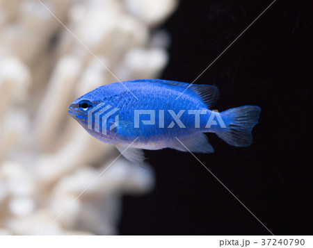ルリスズメダイ ルリスズメダイ 37240790