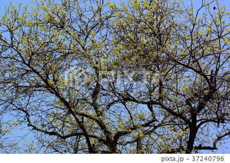 目に痛い新緑、若葉の季節 目に痛い新緑、若葉の季節 37240796