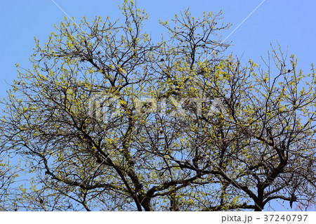 目に痛い新緑、若葉の季節 目に痛い新緑、若葉の季節 37240797