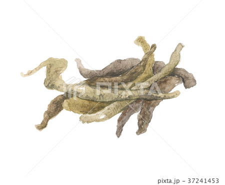 地黄の根 37241453