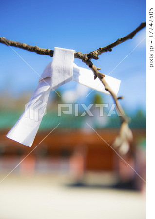 枝に結ばれたおみくじ 37242605