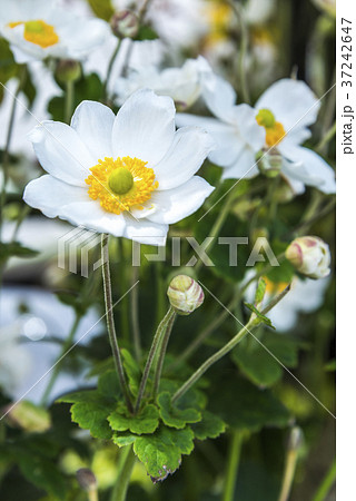 白いシュウメイギク 37242647