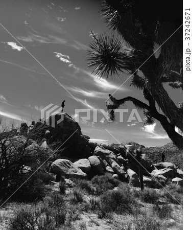 カリフォルニア カリフォルニア州 カルフォルニア 37242671