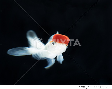 キンギョ 37242956