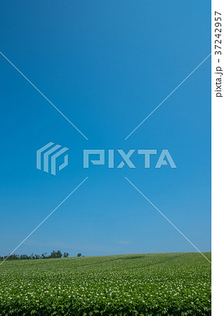 北海道　じゃが芋畑 37242957