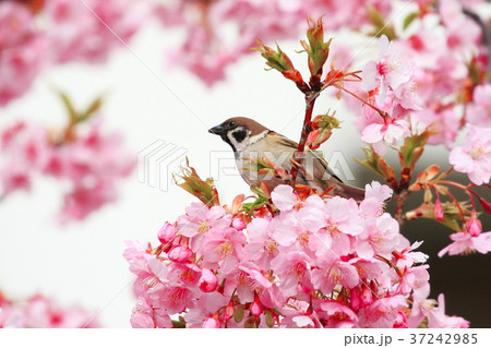 河津桜と可愛い雀の写真素材